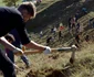Cum se plantează o pădure jpeg