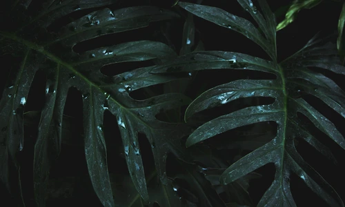 1 83231 original jpg jpeg