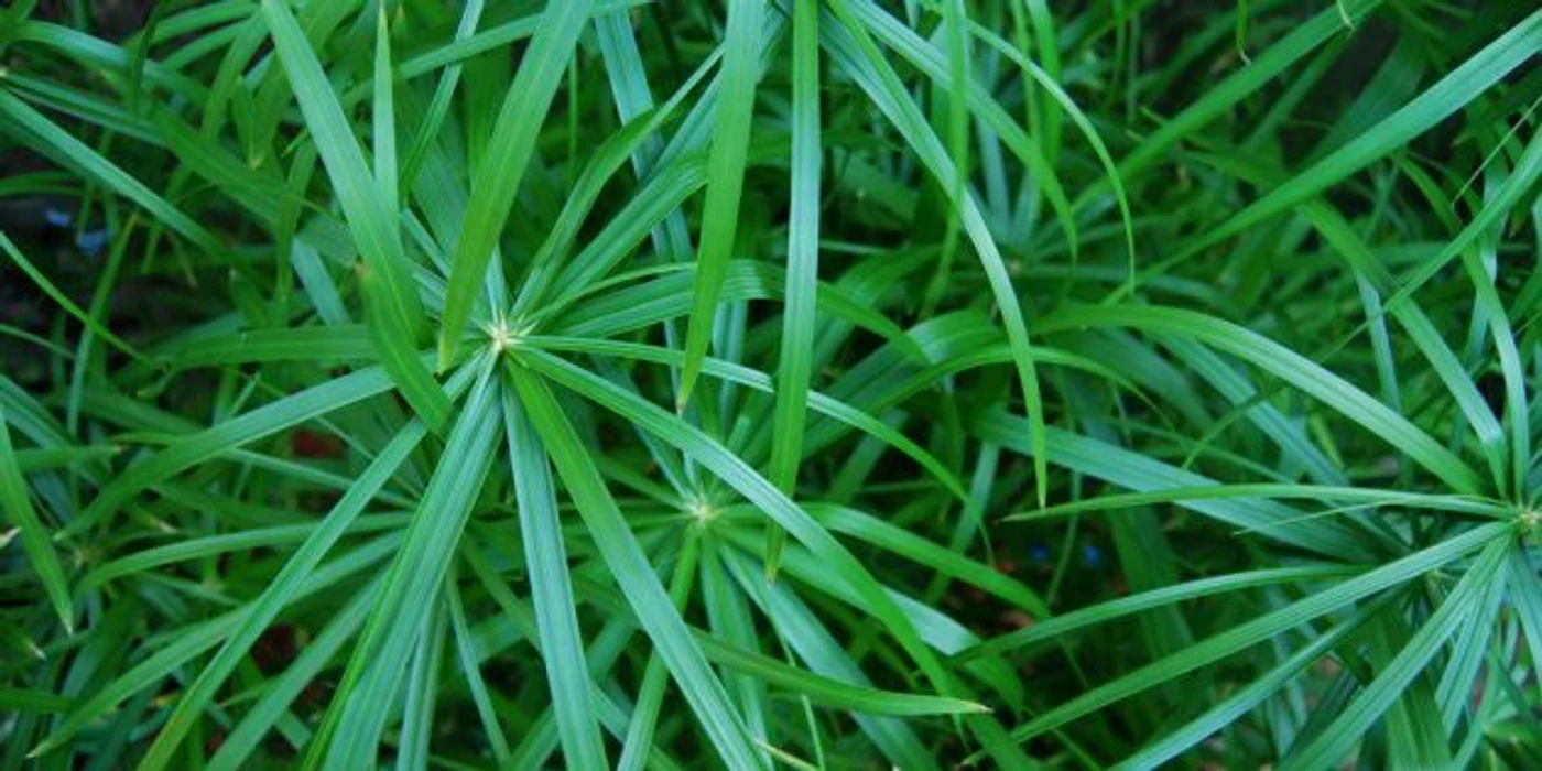 Papirusul este o plantă spectaculoasă
