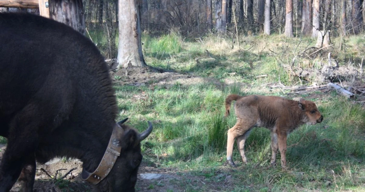 Rozana este al 38-lea exemplar de zimbru din Parcul Vânători Neamţ FOTO Elena Curea