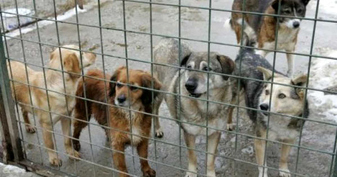17 câini sunt în acest moment în adăpostul de la Zalău FOTO Arhivă