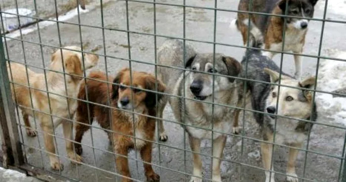 17 câini sunt în acest moment în adăpostul de la Zalău FOTO Arhivă