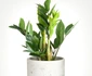 2 zamioculcas jpg jpeg