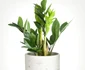 2 zamioculcas jpg jpeg