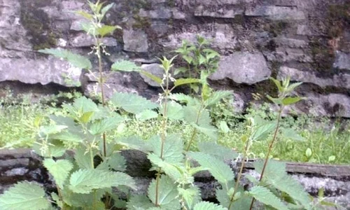 Urzicile – o hrană preferată a oamenilor preistorici? jpeg