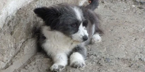 Maidanezii din Tulcea sunt eutanasiați după 7 zile