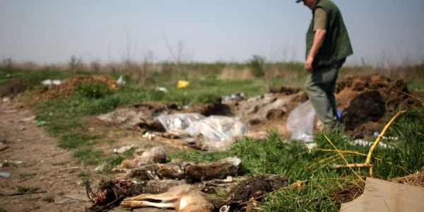 Animale sălbatice ucise de câini fără stăpân