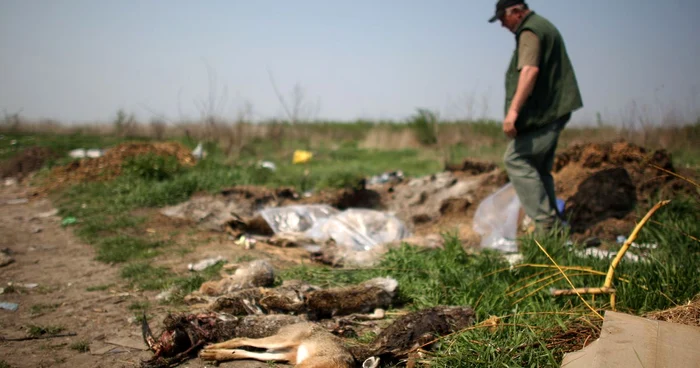 Animale ucise pe câmpuri de maidanezi FOTO arhivă