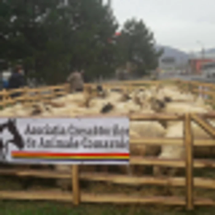 Protest al crescătorilor de animale. DN1 a fost blocat cu oi Foto Diana Frîncu