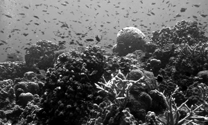 La scufundări în Thailanda jpeg