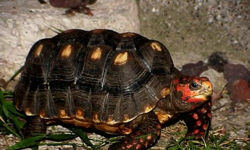 1 47650 original jpg jpeg