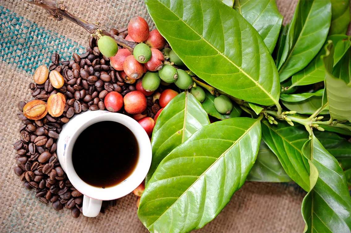 3 planta de cafea jpg jpeg