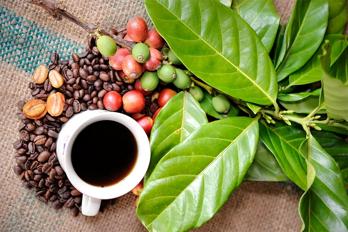 3 planta de cafea jpg jpeg