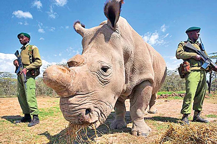 Najin ronţăie  liniştită, armata  o păzeşte