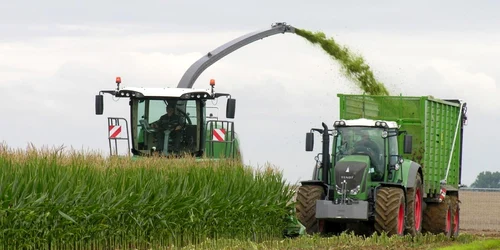 Lucrări agricole în Insula Mare FOTO Costel Crangan