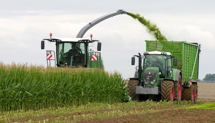 Arabii vor să orienteze producţia mai ales către furaje FOTO Costel Crângan