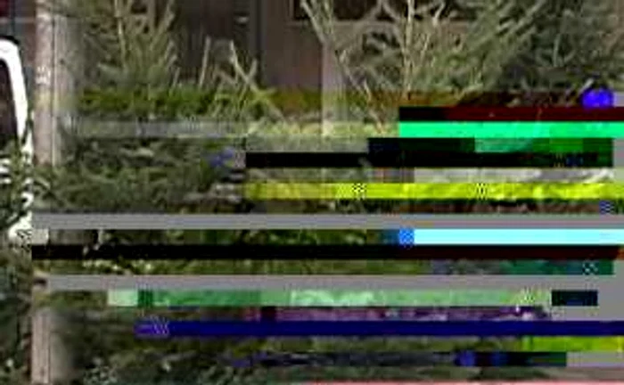 Brazii, tot mai scumpi. FOTO: NICOLETA BUTNARU