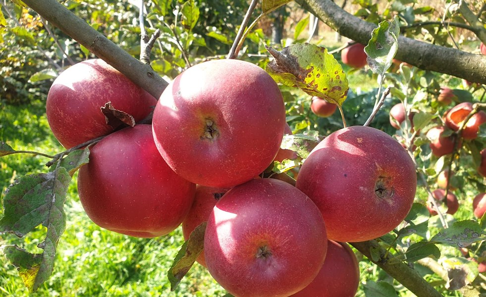 România, bătută măr de Polonia la producția de mere. „Plantațiile vechi sunt sursă de infecții“