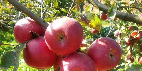 mere Foto Alex Vlaicu jpg