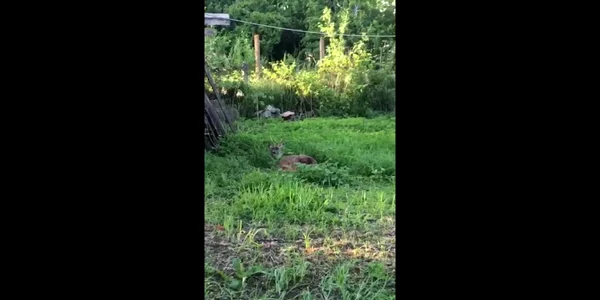 Căpriorul a intrat în curtea unui gorjean