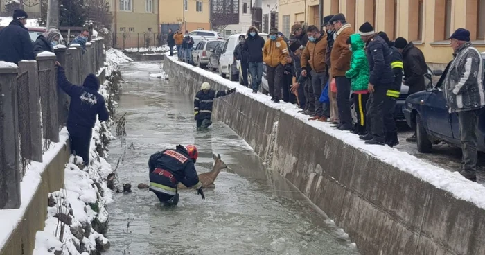 caprioara salvare apuseni