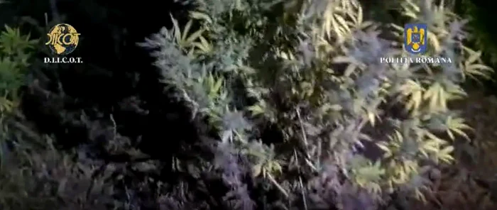 Traficanții aveau propriile culturi de canabis FOTO captură video DIICOT