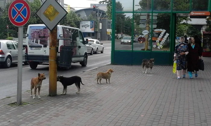 Maidanezii au reapărut în Bucureşti, susţin oficialii FOTO Adevărul