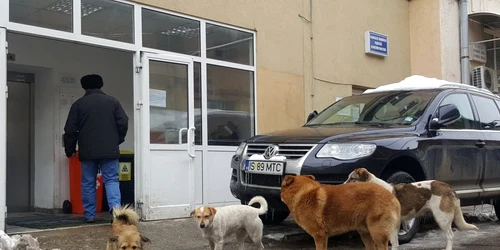 maidanezi iasi spital