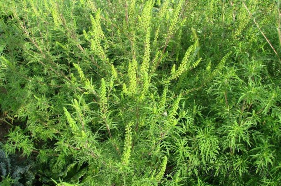 Cum ne putem proteja de o plantă foarte periculoasă, care crește peste tot în România. Poate produce astm