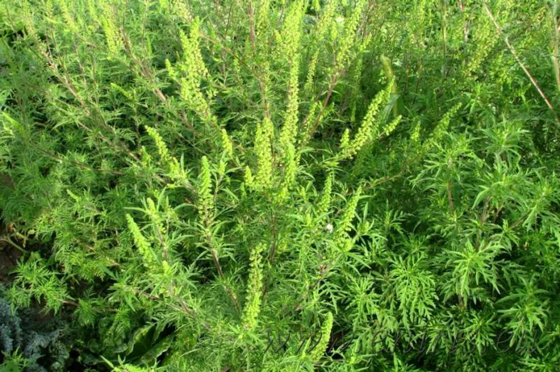 Planta periculoasă care produce alergii foarte grave FOTO: Arhivă Adevărul