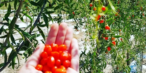 goji jpg jpeg