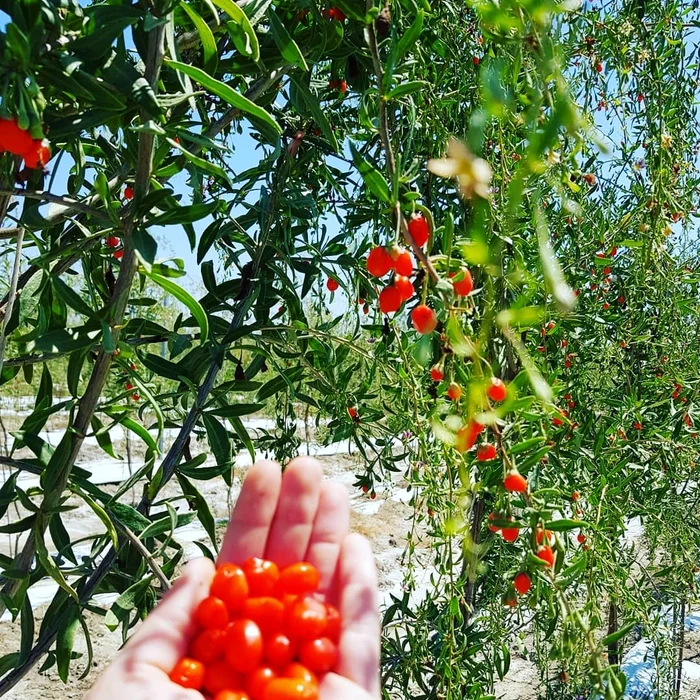 Mulți antreprenori români au pornit afaceri de succes. Foto arhivăC