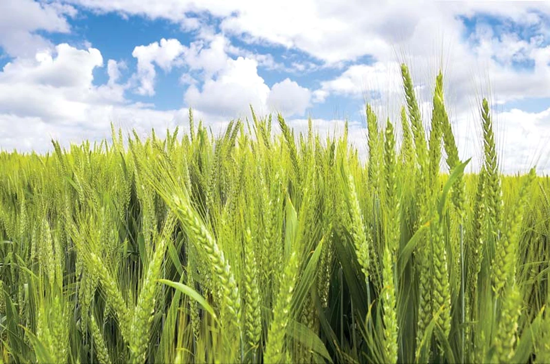 
    grâul constituie baza alimentaţiei naturale  