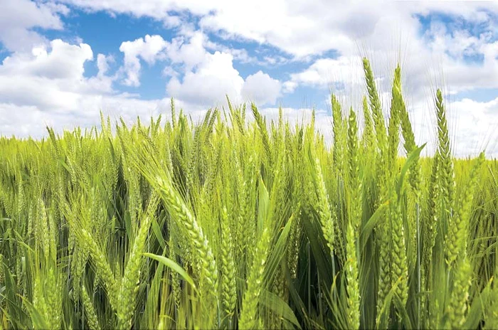 grâul constituie baza alimentaţiei naturale