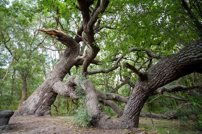 "Stejarul Îngenunchiat", un simbol unic în lume Foto: Facebook 