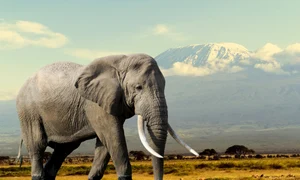 Elefant jpg