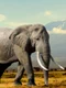 Elefant jpg