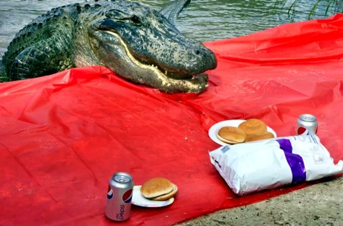 Aligatorul înfometat (FOTO CATERS)