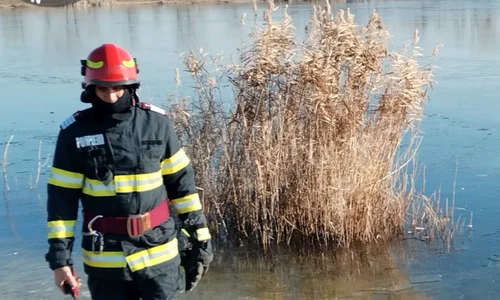 Lebede salvate de pe un lac înghețat. Foto: ISU Hunedoara