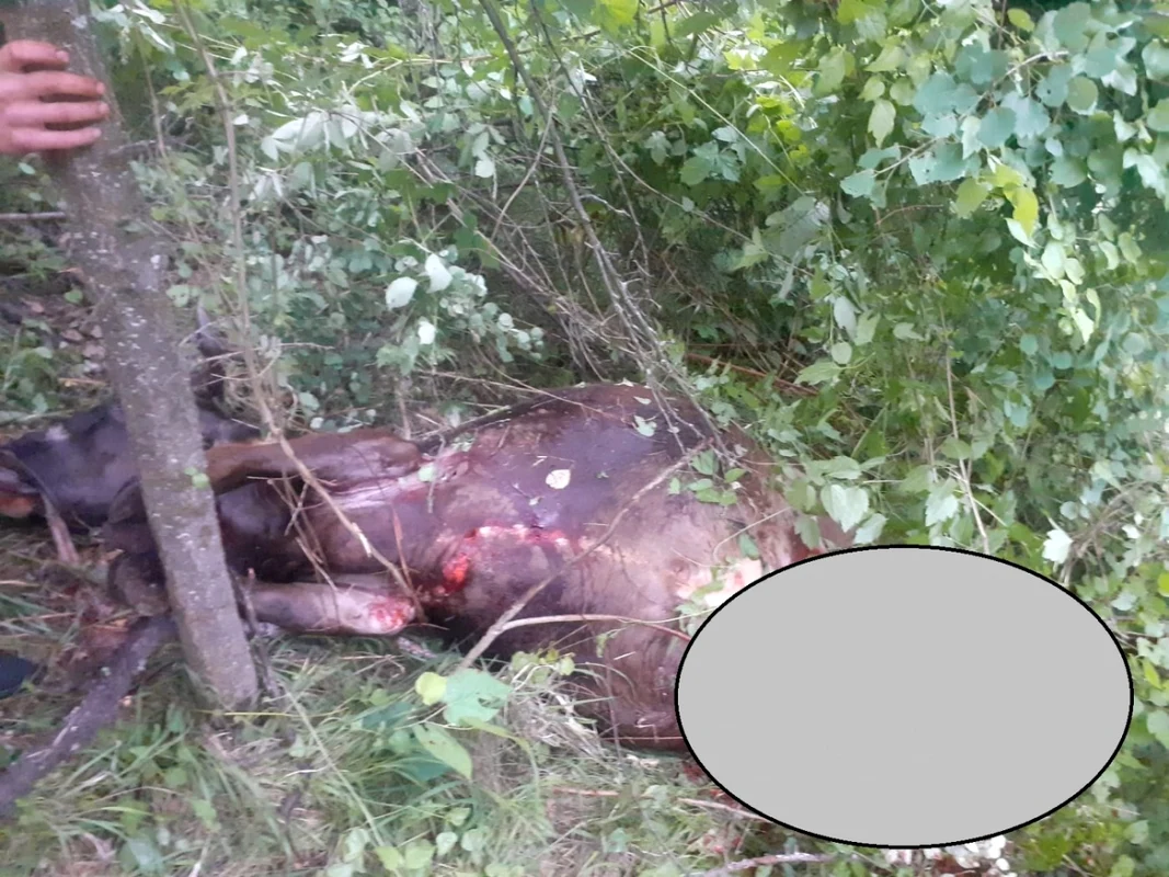 Vacă omorâtă de un urs în Sălătrucel Vâlcea Foto Daciana Stoica - Adevărul
