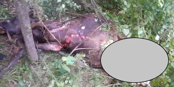 Vacă omorâtă de un urs în Sălătrucel Vâlcea Foto Daciana Stoica - Adevărul