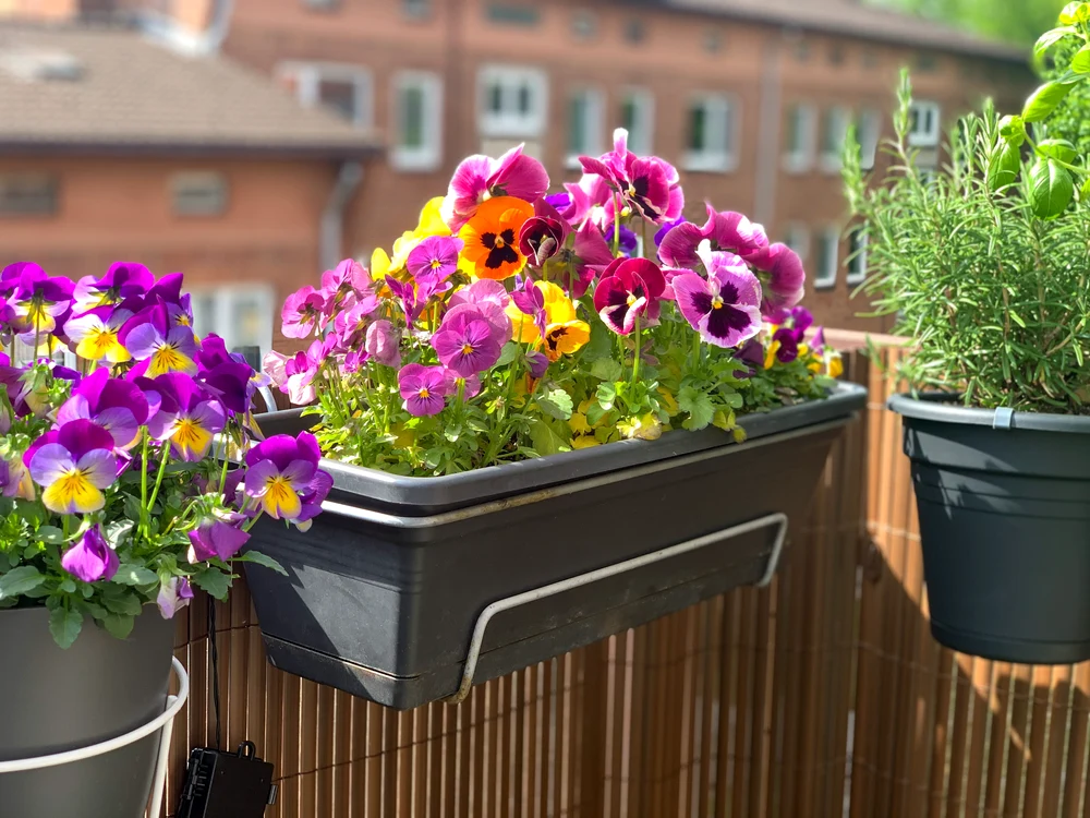 Care sunt cele mai frumoase flori de primavară pe care le poți crește pe balcon