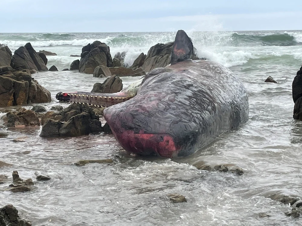 200 de balene au eșuat pe o plajă din Australia (Foto: EPA EFE)