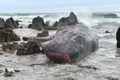 200 de balene au eșuat pe o plajă din Australia jpg