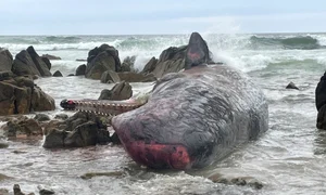 200 de balene au eșuat pe o plajă din Australia jpg