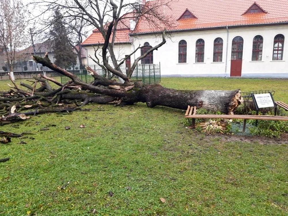Gorunul lui Arsenie Boca, prăbușit în 2021. Foto: Florin Cazacu. 