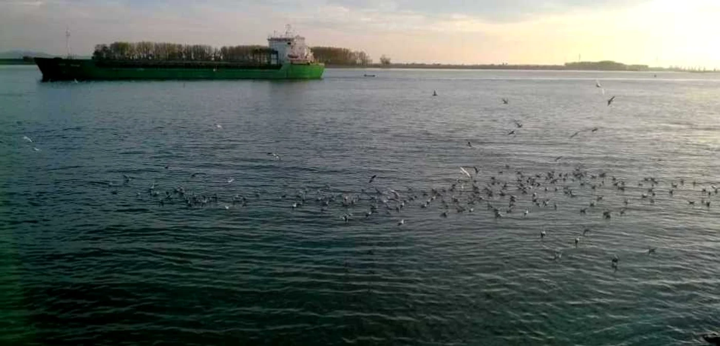 Pescăruşii au atras privirile tutror în această după-amiază.