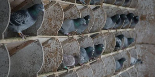Bărbatul are în curtea casei peste 200 de porumbei, Foto: Bogdan Crăciun
