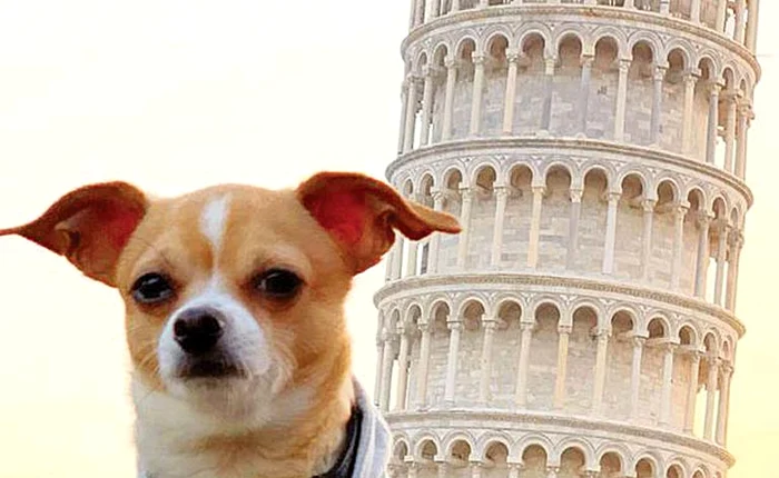 Căţelul Jonathan Warren, răsfăţat în ItaliaFoto: Profimedia