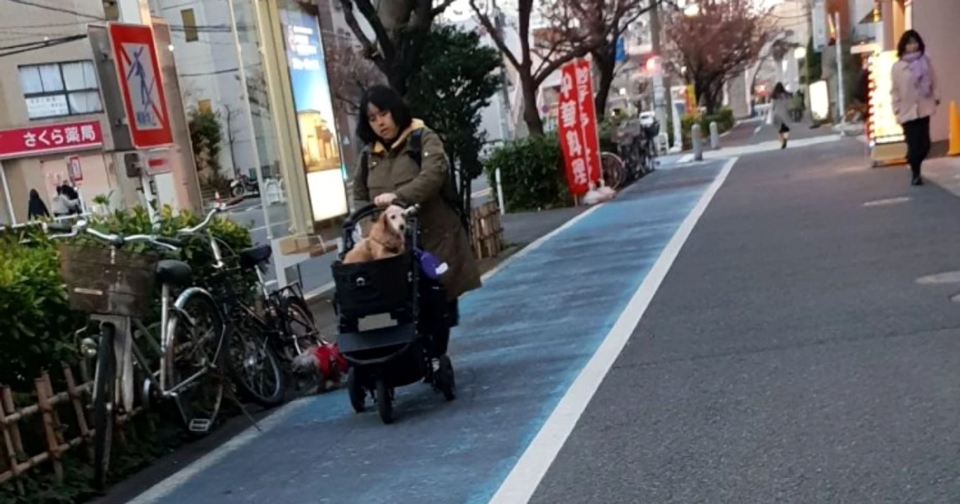 Animăluţele de companie plimbate cu căruciorul în Tokyo Foto Arhiva personală Alexandra Lopotaru